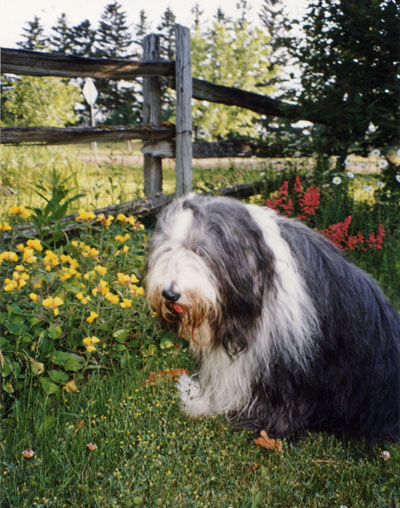 Booomer seeing the summer flowers along the fence.